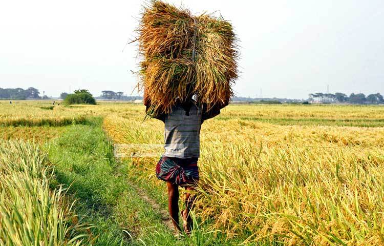 মাঠে মাঠে সোনালি ধানের হাসি। এবছর ইরি ধানের ভালো ফলন হয়েছে। নরসিংদীর ভেলাবো থেকে পাকা ধানের দৃশ্য ক্যামেরাবন্দি করেছেন আলোকচিত্রী বিপ্লব দিক্ষিৎ।