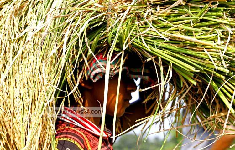 ধানের ভালো ফলনে কৃষকের মনে অনেক আনন্দ। এখন পুরোদমে চলছে ধান কাটার কাজ। ছবি : বিপ্লব দিক্ষিৎ।