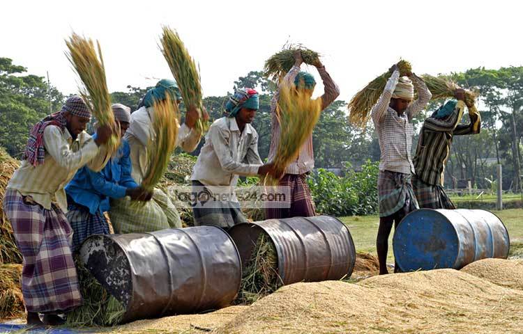 চলছে ধান মাড়াইয়ের কাজ। নরসিংদীর বিভিন্ন এলাকায় ধান কাটার জন্য কিশোরগঞ্জ, বি-বাড়িয়াসহ কয়েকটি জেলা থেকে শ্রমিকরা আসেন। ছবি : বিপ্লব দিক্ষিৎ।