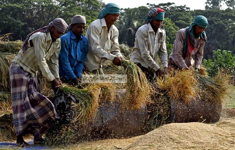 ধান ক্ষেতের মালিকদের সঙ্গে চুক্তিতে এসব শ্রমিকরা ধান কেটে থাকে। ছবি : বিপ্লব দিক্ষিৎ।