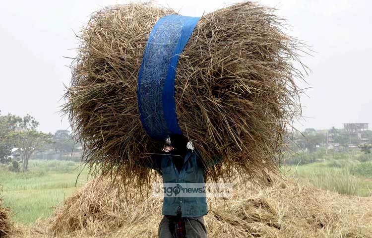 ধান মাড়াই শেষে খড়কুটো সংরক্ষণের জন্য নিয়ে যাওয়া হচ্ছে। ছবি : বিপ্লব দিক্ষিৎ।