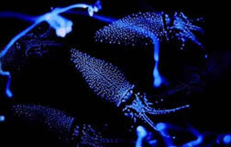 ফায়ারলি স্কুইড : অদ্ভুদ এই প্রাণীটি সাধারণ স্কুইডের মতো দেখতে হলেও ফায়ারলি স্কুইড মূলত ৭.৬ সেন্টিমিটার লম্বা হয়ে থাকে। এদের আয়ু ১ বছর।