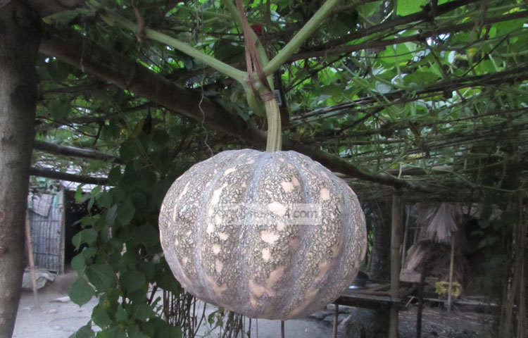 ভিটামিন এ সমৃদ্ধ খাবারের তালিকায় প্রথম দিকেই রয়েছে মিষ্টি কুমড়া। অল্প পরিশ্রমে আমদের দেশে কুড়মার চাষ করা যায়। মাদারীপুর সদর উপজেলার চন্দ্রপুর ইউনিয়ন থেকে এ ছবি ক্যামেরাবন্দি মো. ছগির হোসেন।