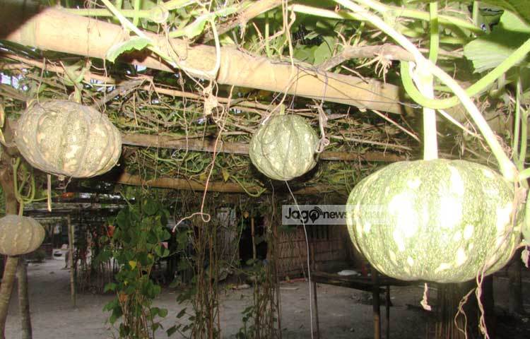 মিষ্টি কুমড়ায় প্রচুর পরিমাণে ভিটামিন &lsquo;এ&rsquo; রয়েছে। মিষ্টি কুমড়া ধান ক্ষেতে এবং গ্রামের বাড়িতে ঝাকাতেও চাষ করা যায়। ছবি : মো. ছগির হোসেন।