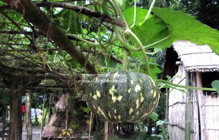 মিষ্টি কুমড়ার শাকও সবজি হিসেবে খুবই ভালো। মিষ্টি কুমড়া নানা পুষ্টিগুণে সমৃদ্ধ। ছবি : মো. ছগির হোসেন।