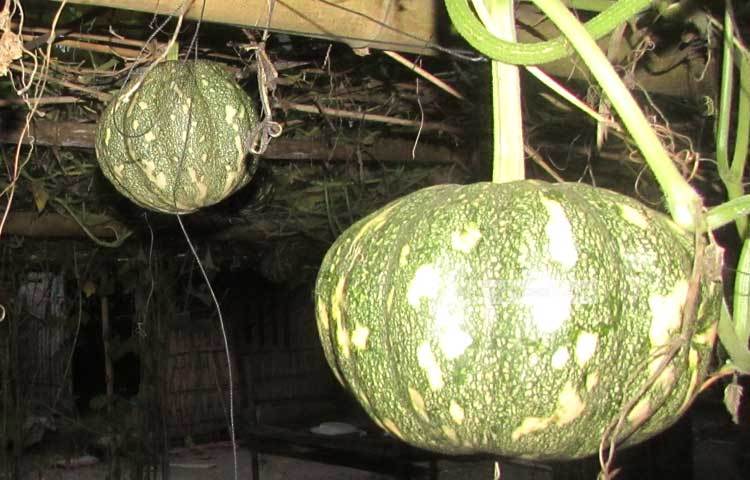 অল্প সময় ও কম পুঁজি বিনিয়োগে অনেক বেকার যুবক মিষ্টি কুমড়া চাষ করে স্বাবলম্বী হয়েছেন। ছবি : মো. ছগির হোসেন।