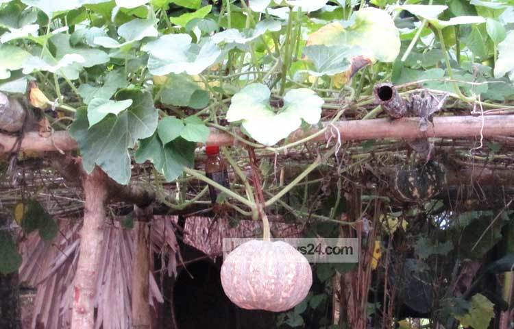 মিষ্টি কুমড়াতে রয়েছে যথেষ্ট পরিমাণে জিংক, যা হাড়ের অস্টিওপোরোসিস রোগ প্রতিরোধ করতে সাহায্য করে, রোগ প্রতিরোধের ক্ষমতা ঠিক রাখে এবং শরীরে বয়সের ছাপ সহজে পড়তে দেয় না। ছবি : মো. ছগির হোসেন।