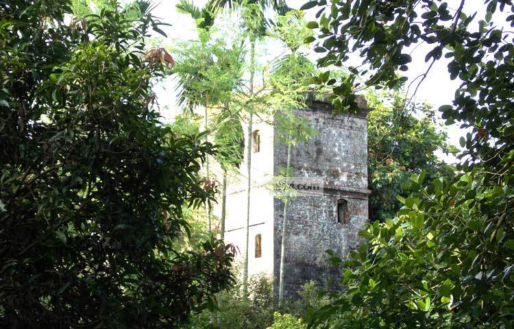 সবুজ গাছগাছালির মাঝে আপন মহিমায় দাঁড়িয়ে রয়েছে রাজবাড়ী কুটি পাঁচুরিয়ার ঐতিহাসিক মুহিত বাবুর বাড়ি। ছবি : রবিউল ইসলাম পলাশ।