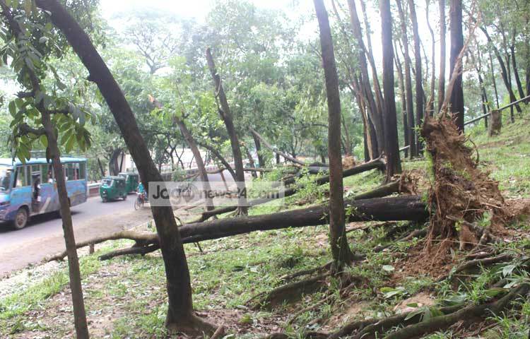 রোয়ানুর প্রচণ্ড আঘাতে চট্টগ্রাম অঞ্চলের গাছপালার ব্যপক ক্ষয়ক্ষতি হয়েছে। ছবি : বিপ্লব দিক্ষিৎ।