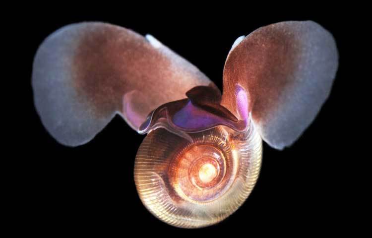 সি বাটারফ্লাই : গ্যাস্ট্রোপোড প্রজাতির এই প্রাণীটির এক জোড়া পাখনার মতো অঙ্গ থাকে যার জন্য এদেরকে অবিকল প্রজাপতির মতো দেখতে লাগে।