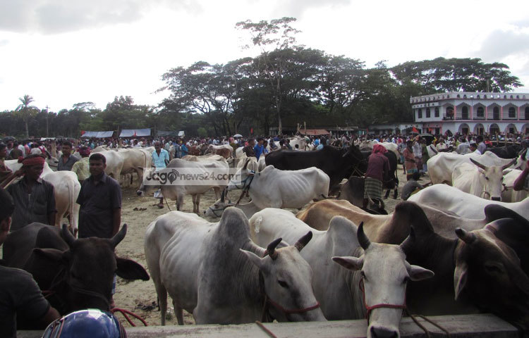 শরীয়তপুরের ৬টি উপজেলায় গরুর হাটগুলোতে ভারতীয় গরু নেই। দেশিয় গরু দিয়ে এবছরও কুরবানির চাহিদা পূরণ করা হবে। ছবি : মো. ছগির হোসেন।