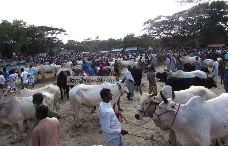 ধীরে ধীরে জমে উঠছে শরীয়তপুরের বিভিন্ন এলাকার কুরবানির গরুর হাট।ছবি : মো. ছগির হোসেন।