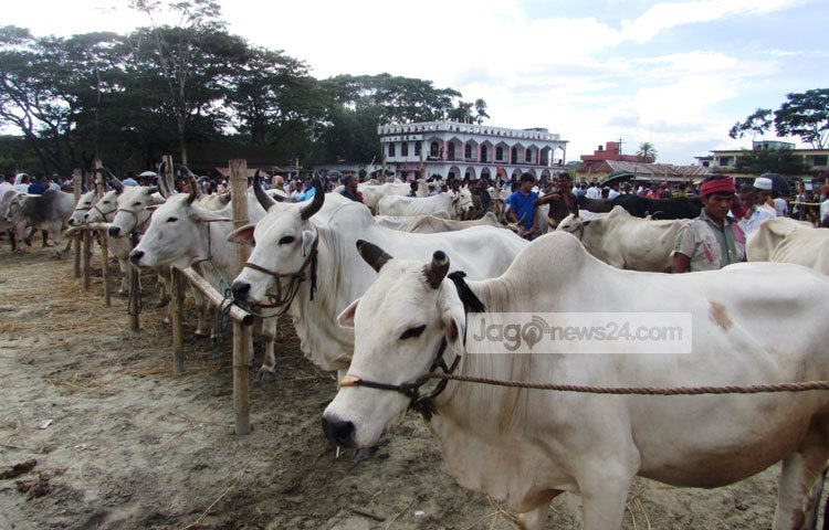 প্রচুর গরু নিয়ে হাটে ভিড় করছে গরু বিক্রেতারা। ছবি : মো. ছগির হোসেন।