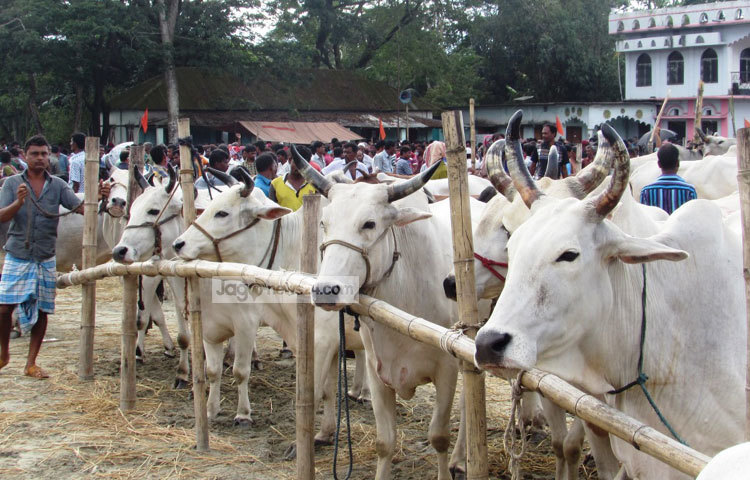 শরীয়তপুরের ৬টি উপজেলায় ১০টি গরুর হাটে স্থানীয় চাষীরা গরু নিয়ে আসছেন। ছবি : মো. ছগির হোসেন।