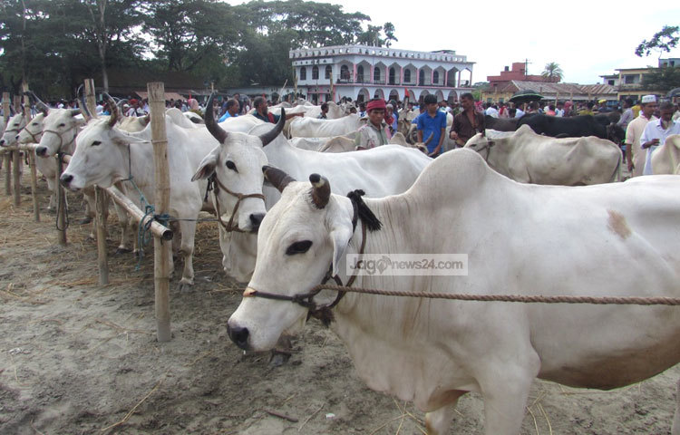 এবার কুরবানির হাটে আসা গরুর তুলনায় ক্রেতার সংখ্যা খুবই কম। ছবি : মো. ছগির হোসেন।
