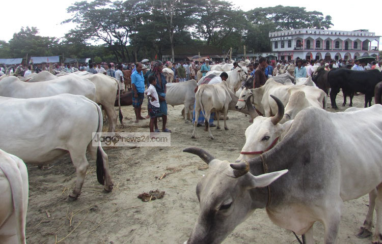 গত বছর নড়িয়ায় ৫টি, ভেদরগঞ্জে ৪টি, ডামুড্যায় ৪টি, জাজিরায় ৫টি, গোসাইরহাটে ২টি ও সদর উপজেলায় ৫টি অতিরিক্ত কোরবানির হাট বসেছিলো। এবছর অতিরিক্ত হাট বসার কথা এখনো শোনা যায়নি। ছবি : মো. ছগির হোসেন।