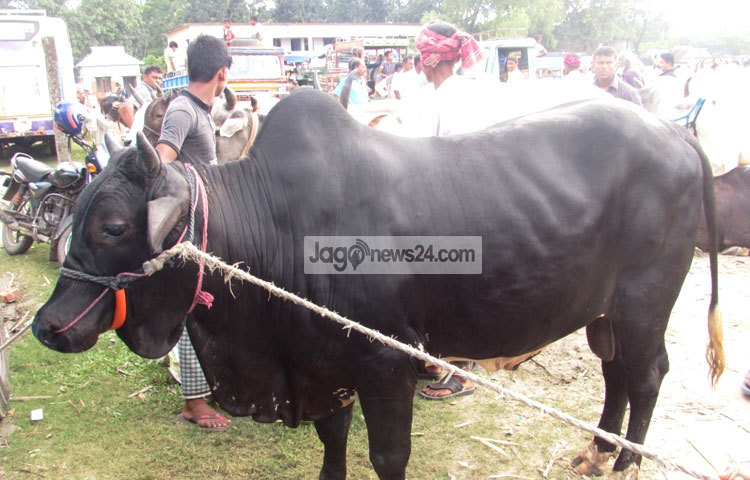 এবছর ভেদরগঞ্জ উপজেলায় সখিপুর গরুর হাটে গরুর সর্বোচ্চ মূল্য হাকা হয়েছে ১লাখ ৫০হাজার টাকা। খাসী ২০থেকে ২৫হাজার টাকা সর্বোচ্চ দাম হাকা হয়েছে। ছবি : মো. ছগির হোসেন।