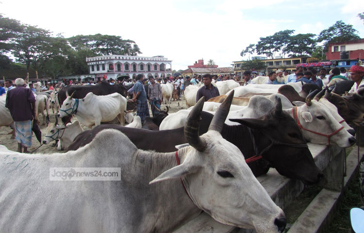 জেলার বিভিন্ন হাট ঘুরে দেখা গেল, স্থানীয় কৃষক ও ফরিয়ারা গরু বিক্রি করতে না পেরে ফিরিয়ে নিয়ে যাচ্ছে। অন্যদিকে সাধ্যের চেয়ে গরুর দাম বেশি হওয়ায় অনেক ক্রেতা ফিরে যাচ্ছেন। ছবি : মো. ছগির হোসেন।