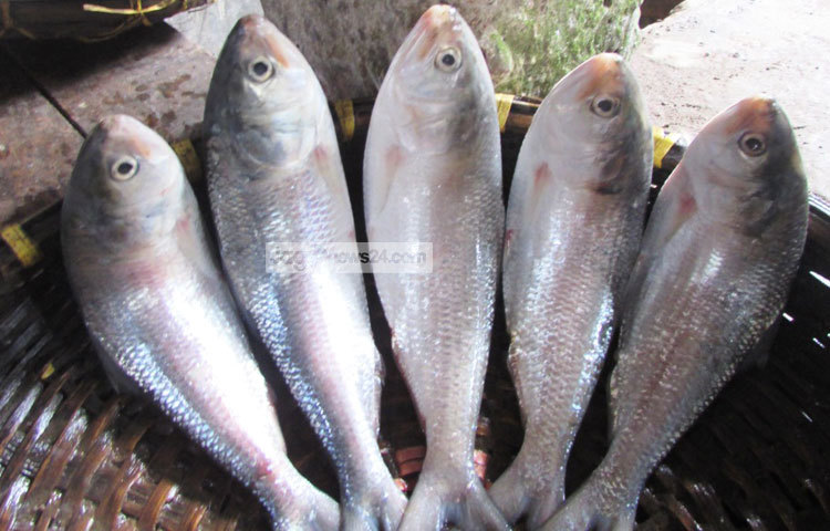 ইলিশ ধরে তা বিক্রির জন্য সাজিয়ে রাখা হয়েছে। ছবি : মো.ছগির হোসেন।