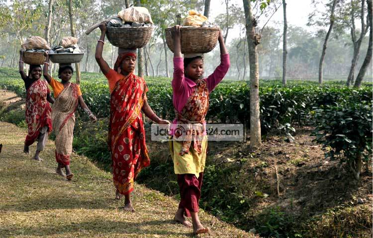 বাংলাদেশের চায়ের রাজধানী শ্রীমঙ্গলের অপরূপ দৃশ্য দেখলে সত্যিকারার্থেই চোখ ফেরানো মুশকিল। অপরূপ এই সৌন্দর্যের মাঝে বারবার হারিয়ে যেতে ইচ্ছে করবে। ছবি : হৃদয় দেবনাথ।