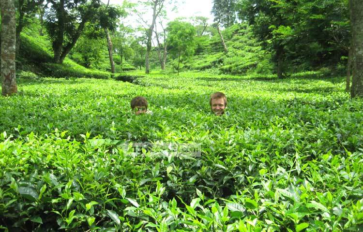যত দূর চোখ যায় কেবল সবুজের হাতছানি। চা বাগানের সারি সারি টিলা, আঁকাবাঁকা পাহাড়ি পথ আর ঘন সবুজ অরণ্যের অপরূপ সৌন্দর্য যে কাউকে আকৃষ্ট করে। ছবি : হৃদয়&nbsp; দেবনাথ।