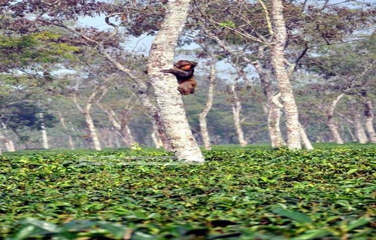 চায়ের বাগানের মধ্যে একটি গাছে বানর খেলা করছে। বাগানের মনোহর দৃশ্য মুহূর্তেই হৃদয় কেড়ে নেয়। ছবি : হৃদয় দেবনাথ।