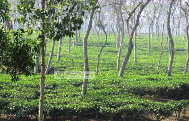 ১৯টি চা বাগানের সতেজ সবুজ পাতায় পূর্ণ হয়ে আছে শ্রীমঙ্গলের নিসর্গশোভা। পর্যটনকেন্দ্র হিসেবে এবং চায়ের রাজধানী হিসেবে মৌলভীবাজার জেলার শ্রীমঙ্গল উপজেলার খ্যাতি সর্বত্রই ছড়িয়ে পড়েছে। ছবি : হৃদয় দেবনাথ।