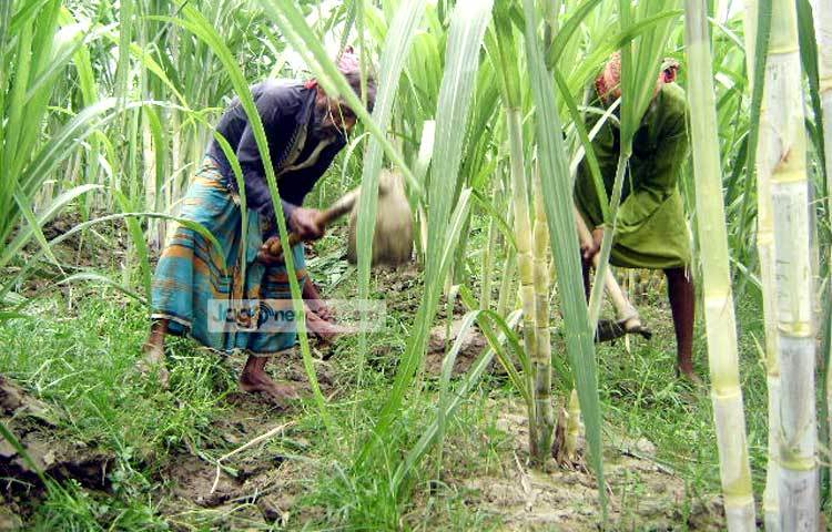 আখ ক্ষেতের আগাছা দমন করা হচ্ছে। ছবি : বিপ্লব দিক্ষিৎ।