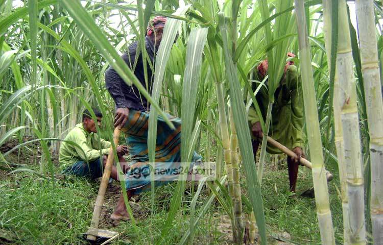 আখ চাষীরা সকাল সন্ধ্যা ক্ষেতের কাজ নিয়ে সময় পার করছেন। ছবি : বিপ্লব দিক্ষিৎ।