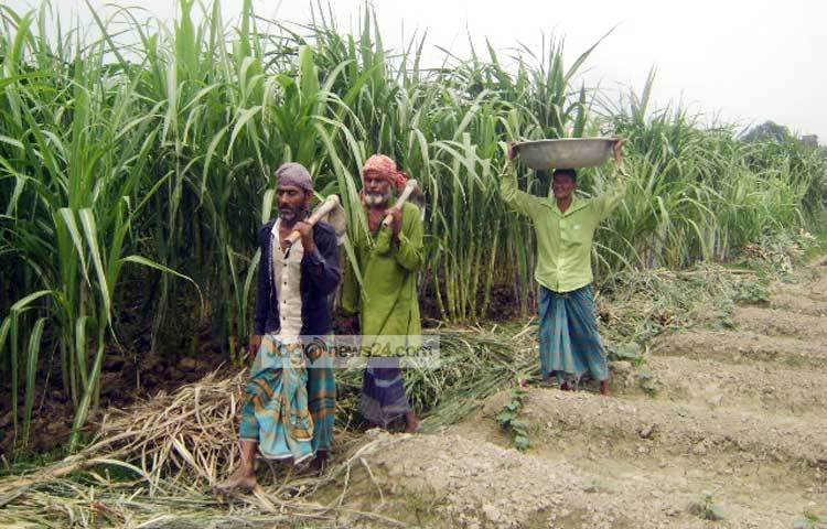 ক্ষেতের আগাছা দমন শেষে বাড়ি ফিরছেন কৃষকরা। ছবি : বিপ্লব দিক্ষিৎ।