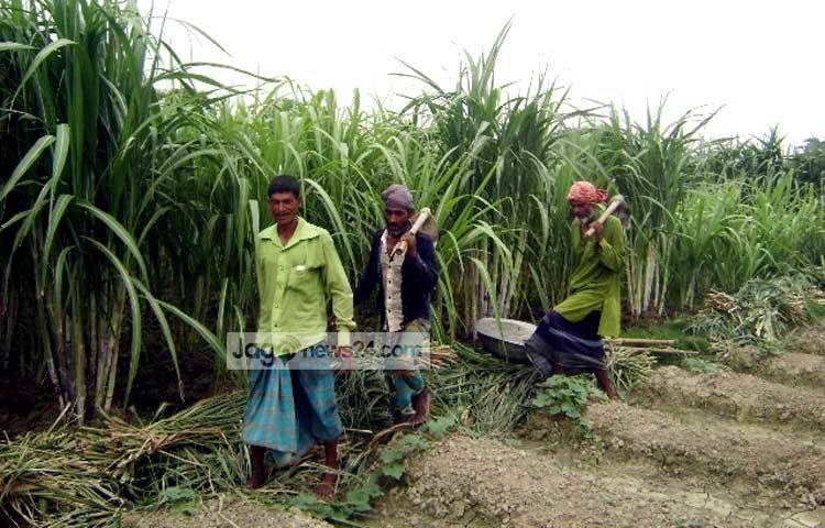 আর মাত্র কয়েক মাস অপেক্ষা করলেই আখ কেটে বাজারে বিক্রি করতে পারবেন কৃষকরা। ছবি : বিপ্লব দিক্ষিৎ।
