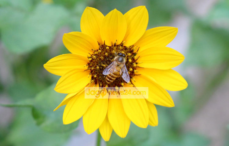 ভ্রমর এসেছে ছোট সূর্যমুখী ফুলের সৌন্দর্যের টানে। ছবি : বিপ্লব দিক্ষিৎ।