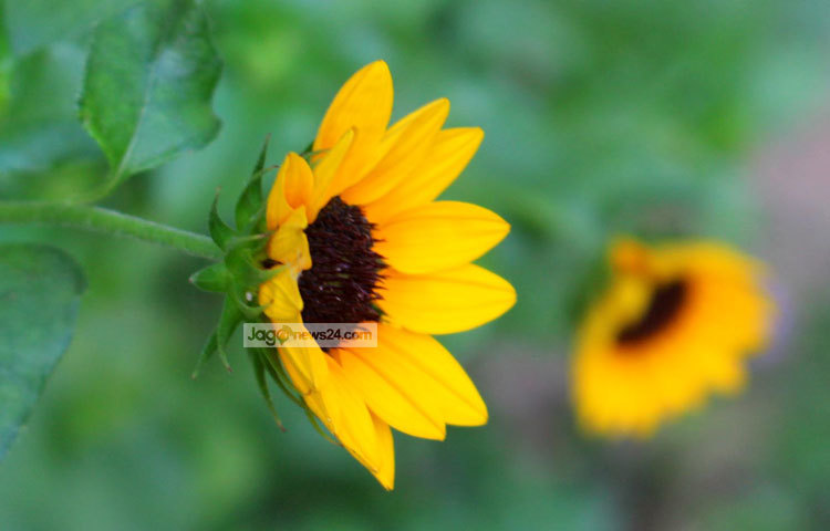 শুধু সৌন্দর্য বৃদ্ধির জন্য ছোট সূর্যমুখী ফুলের রয়েছে অনেক ভেষজ ও পুষ্টিগুণ। ছবি : বিপ্লব দিক্ষিৎ।