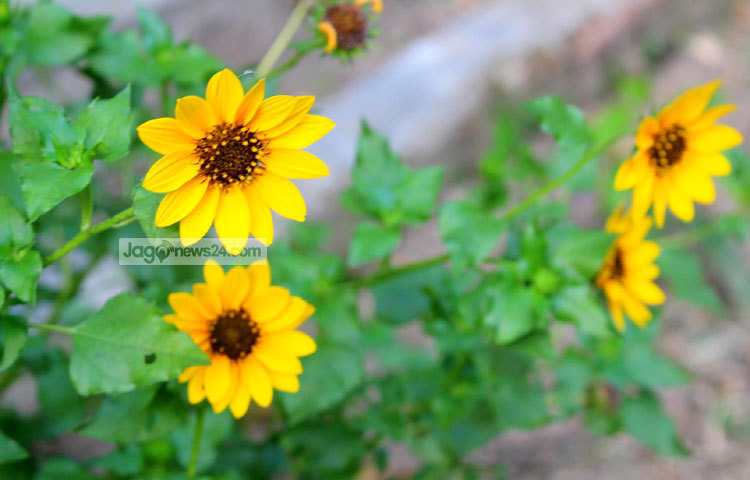 আমাদের দেশের অনেকেই এখন ছোট সূর্যমুখী ফুলের চাষ করে থাকেন। ছবি : বিপ্লব দিক্ষিৎ।