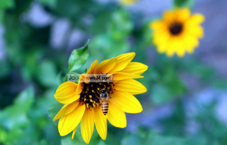 ছোট সূর্যমুখীর বীজে ৪০-৪৫% লিনোলিক এসিড রয়েছে, তাছাড়া এর তেলে ক্ষতিকারক ইরোসিক এসিড নেই। হৃদরোগীদের জন্য সূর্যমুখীর তেল খুবই উপকারী। ছবি : বিপ্লব দিক্ষিৎ।