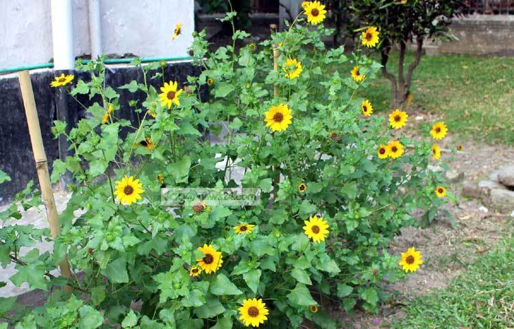 ছোট সূর্যমুখীর খৈল গরু ও মহিষের উৎকৃষ্টমানের খাদ্য হিসেবে ব্যবহৃত হয়। এর বীজ ছাড়ানোর পর মাথাগুলো গরুর খাদ্য হিসেবে ব্যবহার করা যায়। ছবি : বিপ্লব দিক্ষিৎ।