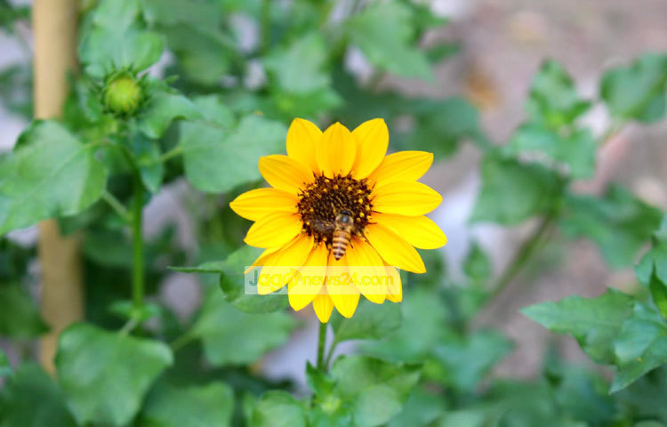 ছোট সূর্যমুখীর গাছ ও পুষ্পস্তবক জ্বালানী হিসেবে ব্যবহৃত হয়। ছবি : বিপ্লব দিক্ষিৎ।