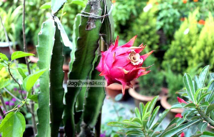 এ বৃক্ষমেলা থেকে বিভিন্ন জাতের ফুল সংগ্রহ করা যাবে। এই মেলার জন্য পুষ্পপ্রেমীরা সারা বছর অধীর আগ্রহে অপেক্ষা করে। ছবি : বিপ্লব দিক্ষিৎ।