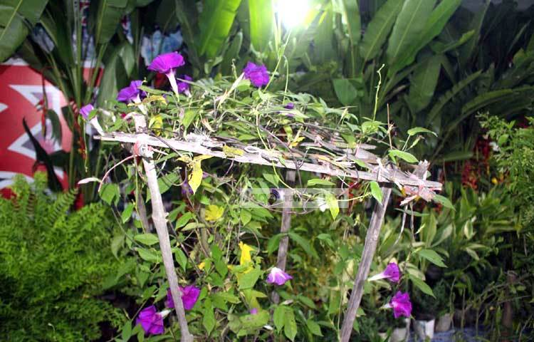 ফুল আর লতাপাতা দেখে মনে হচ্ছে সত্যি সুদূর গ্রামের কোনো ফুলের বাগান। ছবি : বিপ্লব দিক্ষিৎ।