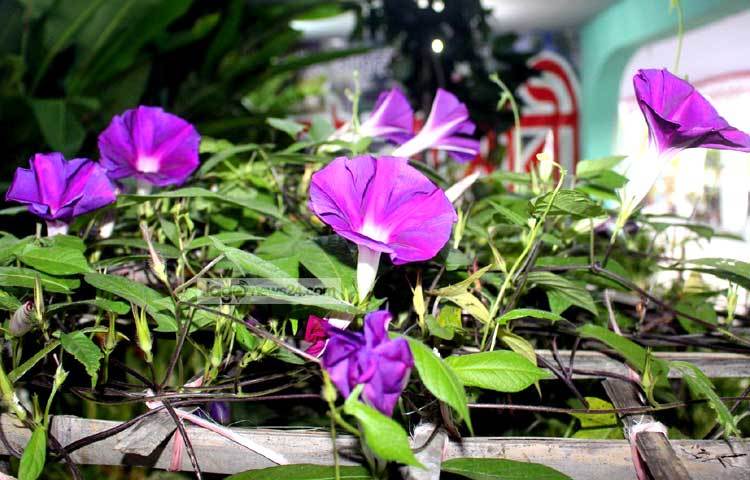 বাড়ির ছাদে এসব ফুলের চাষ করতে পারলে গ্রামের মত এই নগরেও ফুলের বাগান করে মনের শান্তি লাভ করা যায়। ছবি : বিপ্লব দিক্ষিৎ।