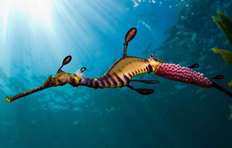 উইডি সি ড্রাগন : অস্ট্রেলিয়ায় ভারত মহাসাগরের পূর্বদিকেই মুলত উইডি সি ড্রাগনের বাস। এটি এক প্রকার সামুদ্রিক মাছ। এদের শরীরে অনেক রঙের সমাহার থাকে।