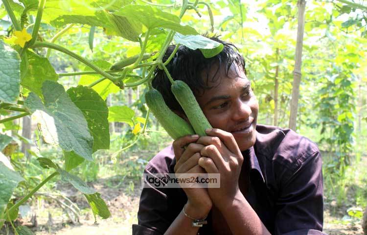 নিজের ক্ষেতের শশা নিয়ে ক্যামেরার সামনে পোজ দিচ্ছেন কামরুল। ছবি : বিপ্লব দিক্ষিৎ।