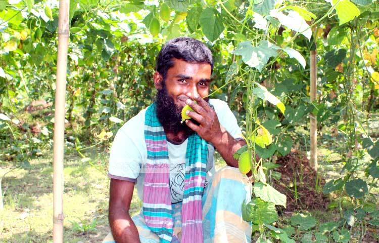 অনেক পরিশ্রম করে সিদ্দিকুর রহমান ক্ষেতে কাকরোলে চাষ করেছেন। সেই কাকরোল নিয়ে হাস্যোজ্জ্বল ভঙ্গিতে তিনি। তার দেখাদেখি গ্রামের অন্য তরুণরাও সবজি চাষে উদ্ধুদ্ধ হচ্ছে। ছবি : বিপ্লব দিক্ষিৎ।