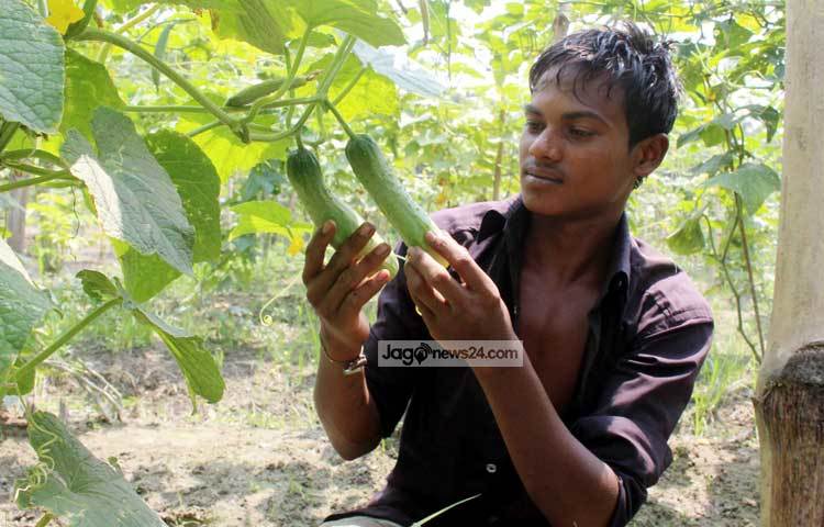 আপন মনে ক্ষেতের শশা দেখছেন কামরুল। নিজের ক্ষেতের ফসল দেখার মজাই আলাদা। ছবি : বিপ্লব দিক্ষিৎ।