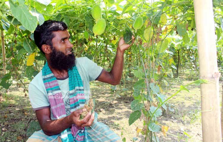 ক্ষেতের পোকা-মাকড় দমন করছেন সিদ্দিক। সবজি চাষে এই তিন তরুণের ভাগ্য বদলে গেছে। ছবি : বিপ্লব দিক্ষিৎ।