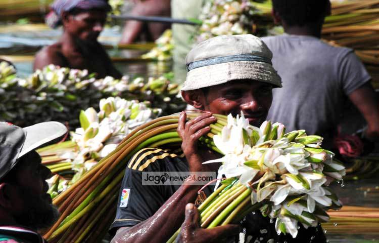 অন্যদিকে শাপলা ফুল বিক্রি করে জীবীকা নির্বাহ করছে মুন্সীগঞ্জের সিরাজদীখান,&nbsp; লৌহজং ও শ্রীনগর উপজেলার শতাধিক পরিবার। ছবি : বিপ্লব দিক্ষিৎ।