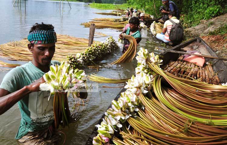 চার থেকে পাঁচ মাস কৃষিজমি পানির নিচে থাকায় কৃষকের হাতে কোনো কাজ থাকে না। তাই তারা এসময় এলাকার খাল-বিল থেকে শাপলা সংগ্রহ করে জীবন চালায়। ছবি : বিপ্লব দিক্ষিৎ।