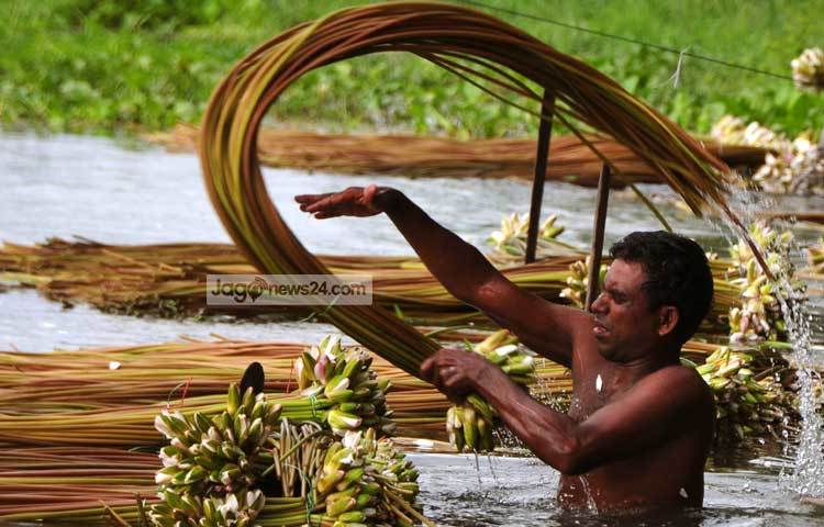 এদিকে বর্ষার এই মৌসুমে জেলার বিভিন্ন জায়গায় শাপলার যেমন হাট বসছে, তেমনি বাড়ি বাড়ি ফেরি করেও বিক্রি করা হচ্ছে শাপলা। ছবি : বিপ্লব দিক্ষিৎ।