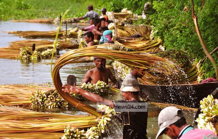 লতব্দী ইউনিয়নের চর নিমতলার বিল থেকে শাপলা সংগ্রহকারী মো. মিজান জানান, একেকজন কমপক্ষে ৪০ থেকে ৫০ মুঠো শাপলা সংগ্রহ করতে পারে। ছবি : বিপ্লব দিক্ষিৎ।
