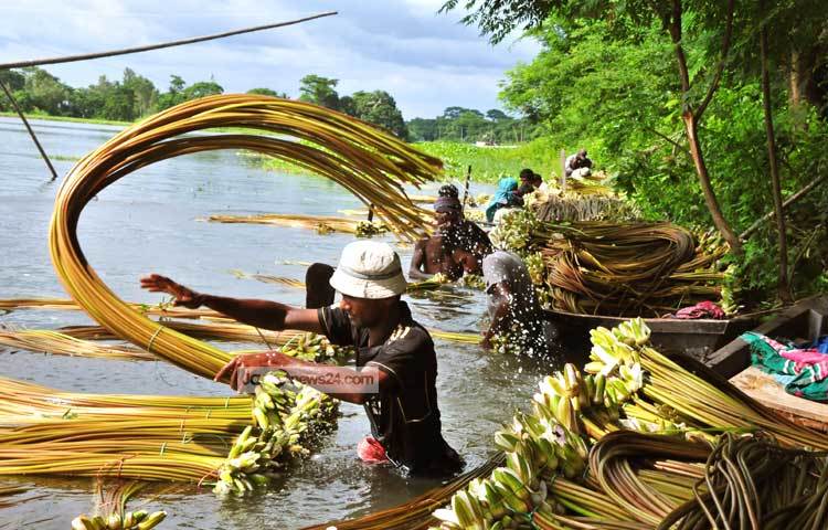 পাইকাররা সংগ্রহকারীর কাছ থেকে এসব শাপলা সংগ্রহ করে একত্রিত করে। ছবি : বিপ্লব দিক্ষিৎ।